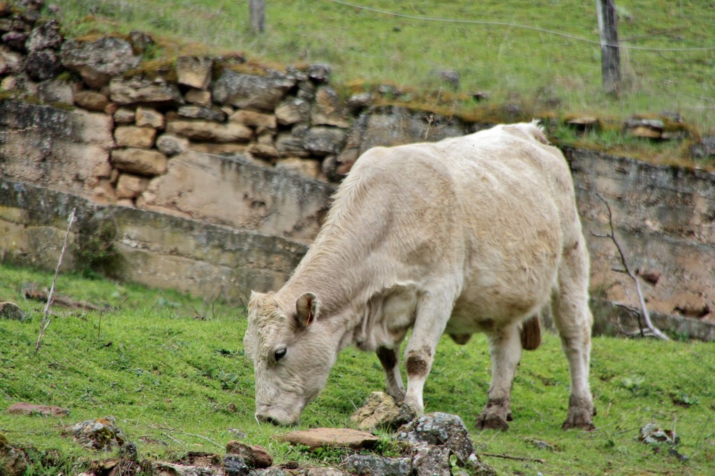 Foto: Alimentándose - Ventrosa (La Rioja), España