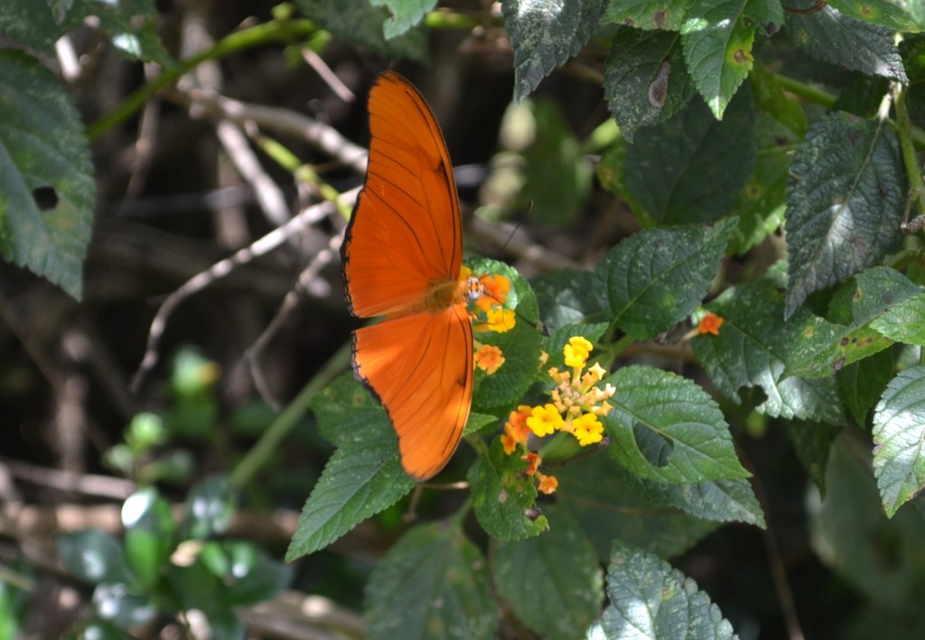 Foto: The Butterfly Farm - La Guácima (Alajuela), Costa Rica