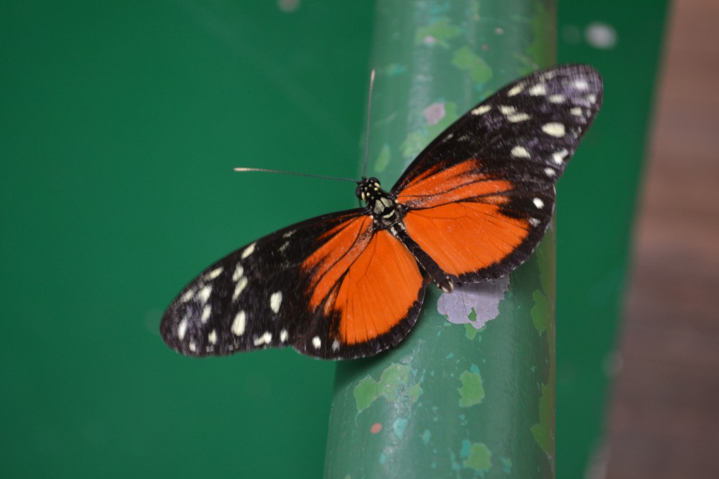 Foto: The Butterfly Farm - La Guácima (Alajuela), Costa Rica