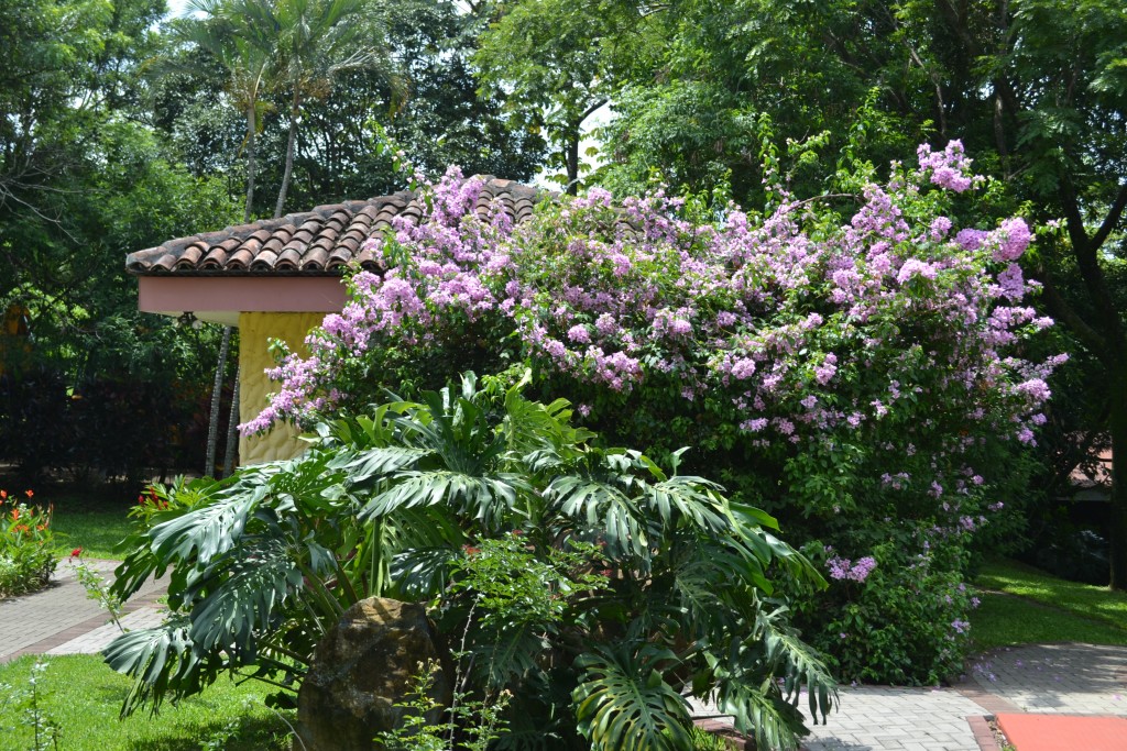 Foto: The Butterfly Farm - La Guácima (Alajuela), Costa Rica
