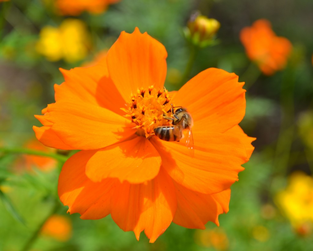 Foto: The Butterfly Farm - La Guácima (Alajuela), Costa Rica