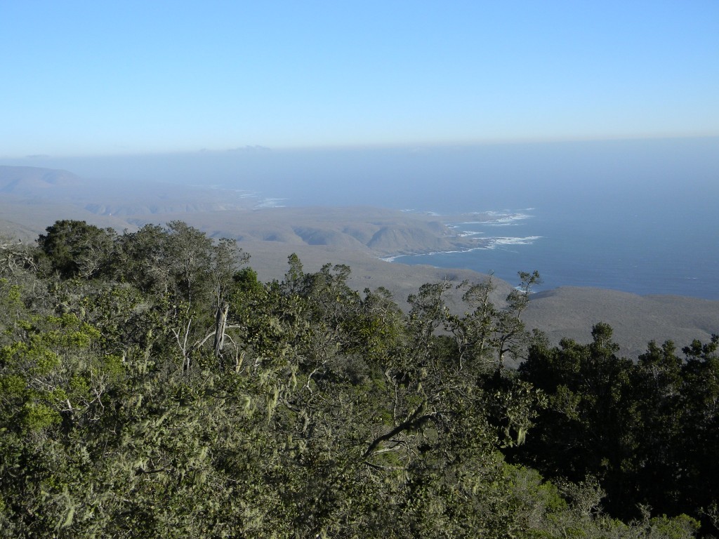 Foto: PANORAMICA - Parque Fray Jorge (Coquimbo), Chile