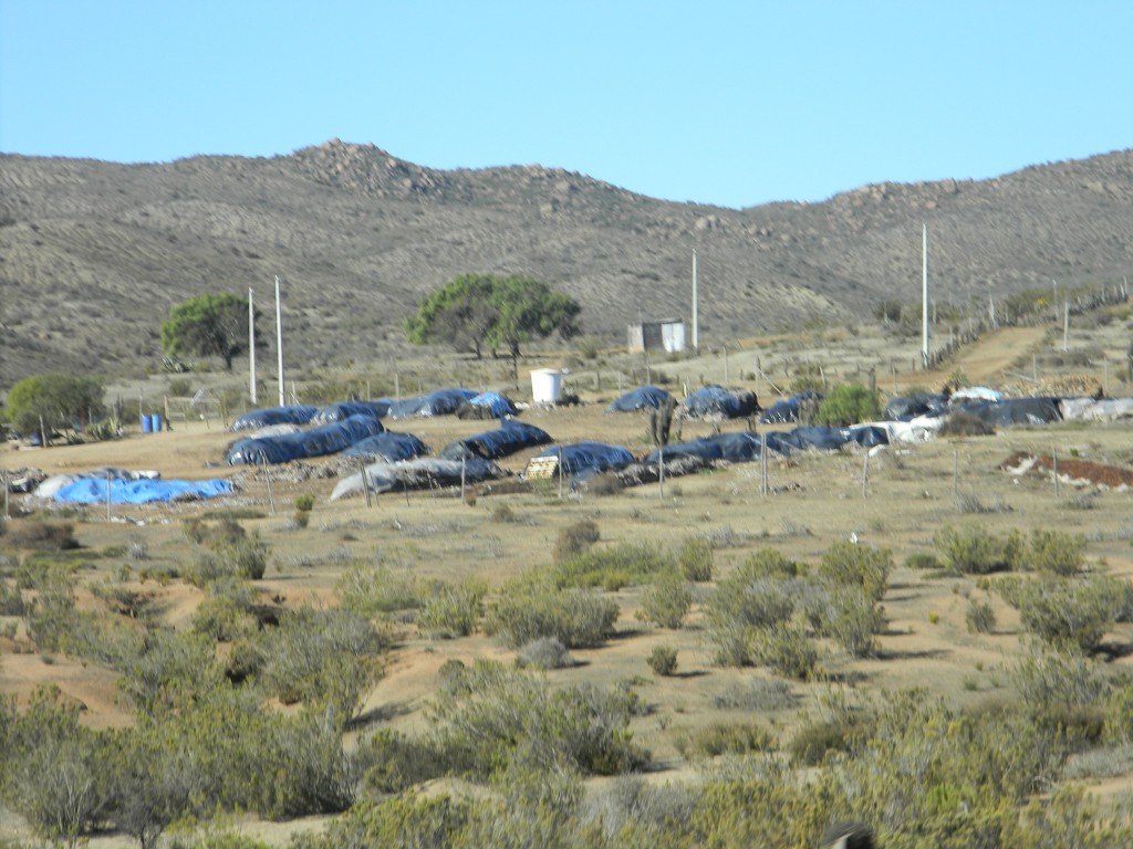 Foto: SECADO DE ALGAS - Punilla (Coquimbo), Chile