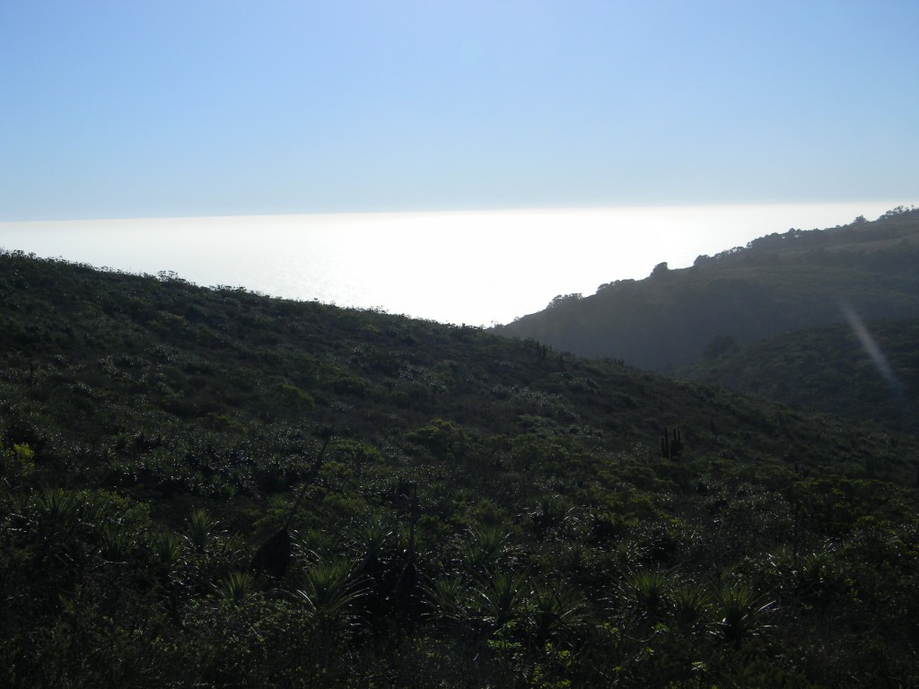 Foto: HORIZONTE - Parque Nacional Fray Jorge (Coquimbo), Chile