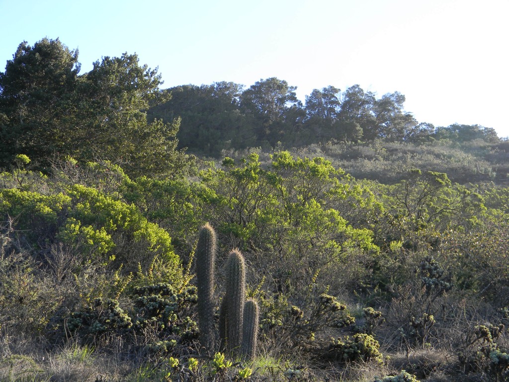 Foto: CACTUS - Parque Nacional Fray Jorge (Coquimbo), Chile