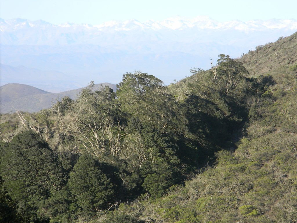 Foto: PAISAJE - Parque Nacional Fray Jorge (Coquimbo), Chile