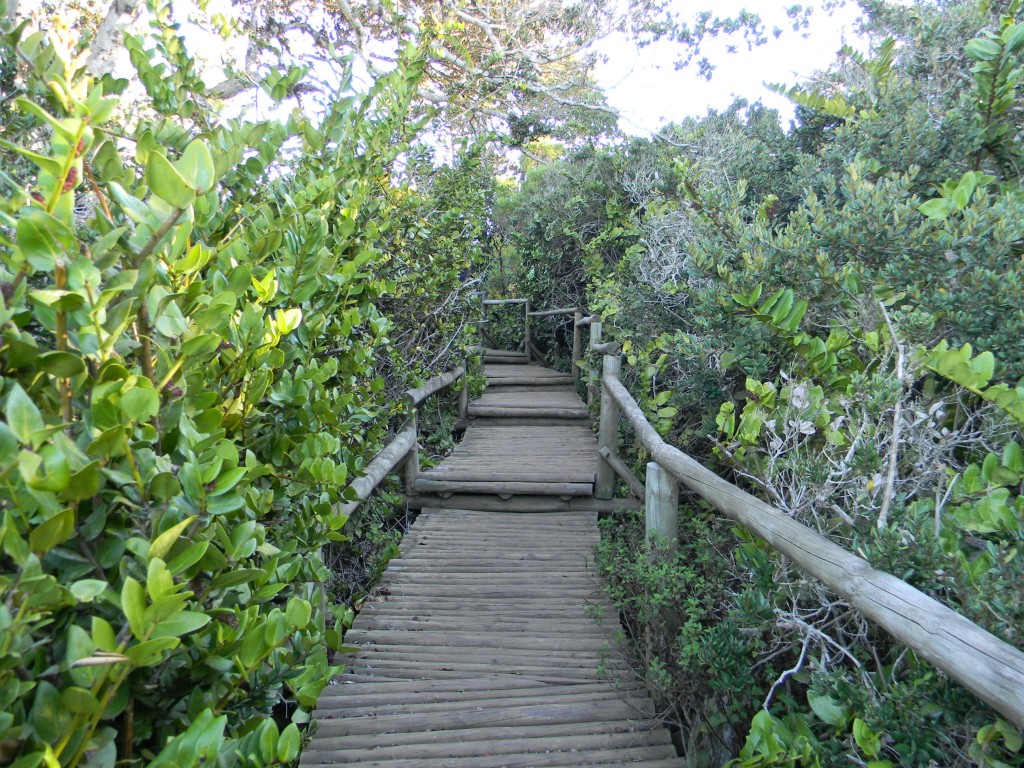 Foto: SENDERO - Parque Nacional Fray Jorge (Coquimbo), Chile