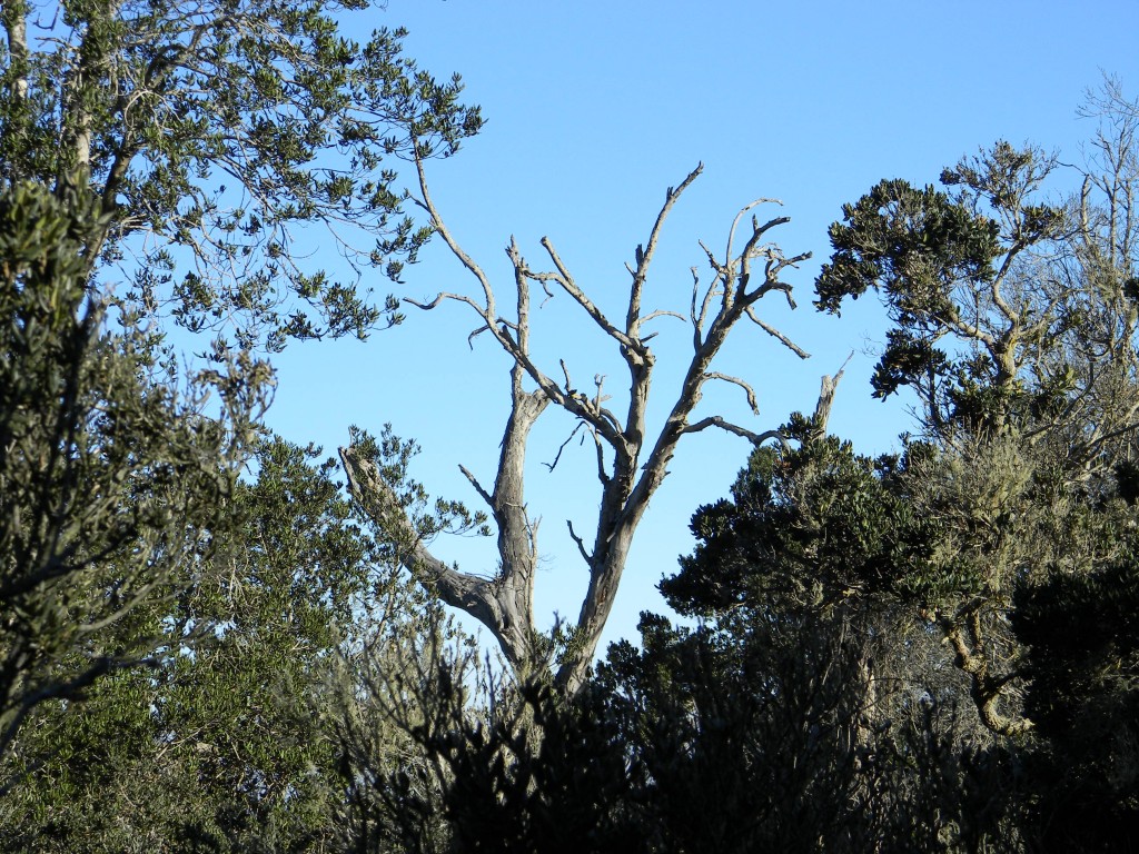 Foto: ARBOL - Parque Nacional Fray Jorge (Coquimbo), Chile