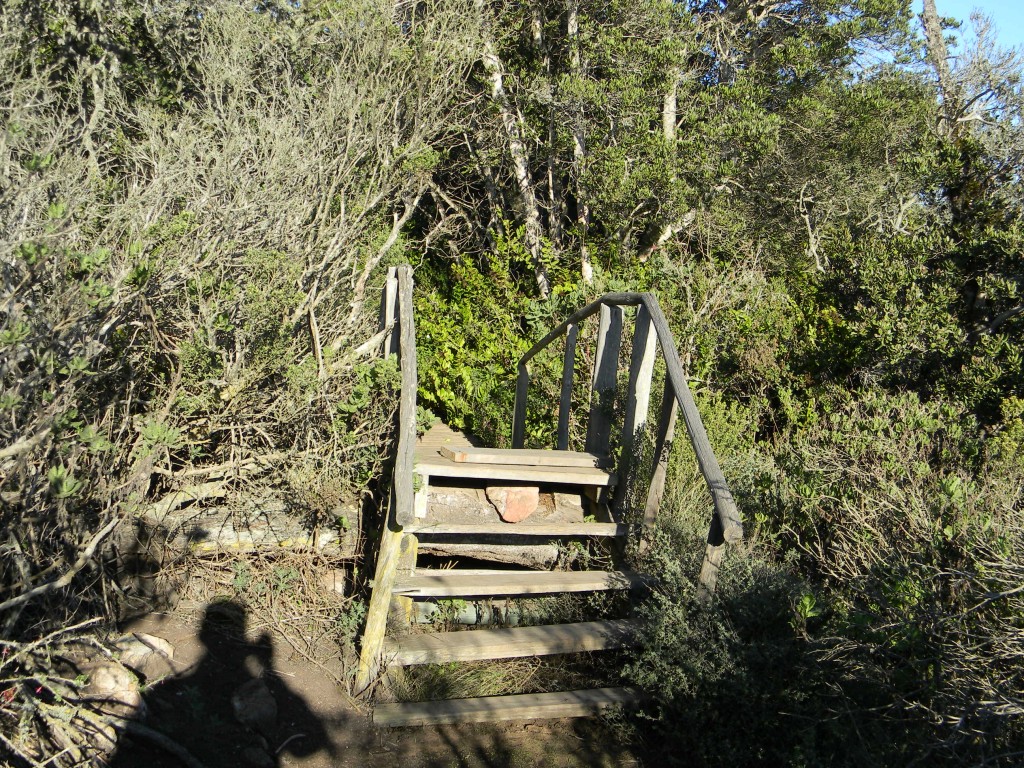 Foto: ESCALA - Parque Nacional Fray Jorge (Coquimbo), Chile