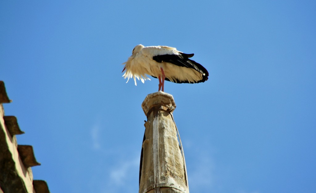 Foto: Cigüeña - Logroño (La Rioja), España