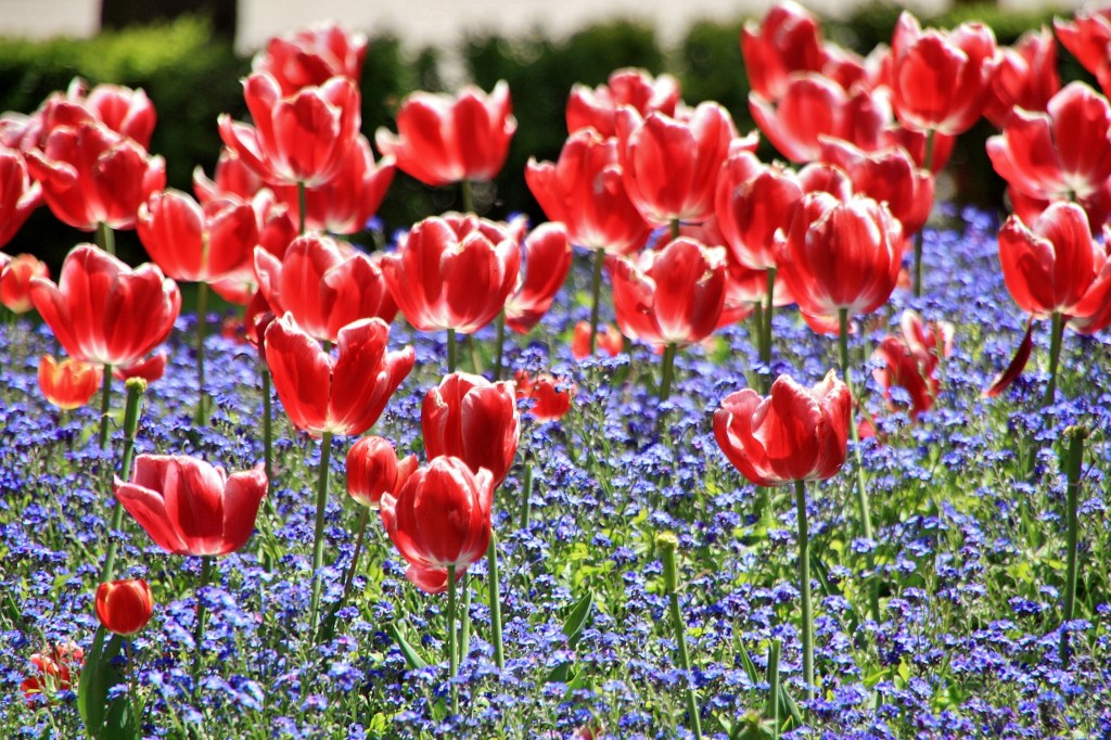 Foto: El Espolón - Logroño (La Rioja), España