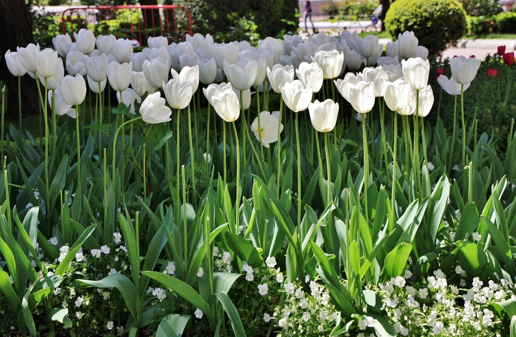 Foto: El Espolón - Logroño (La Rioja), España