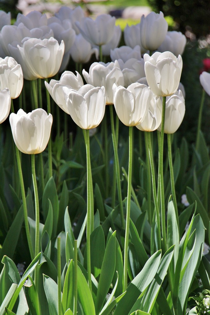Foto: El Espolón - Logroño (La Rioja), España