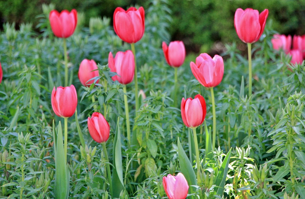 Foto: El Espolón - Logroño (La Rioja), España