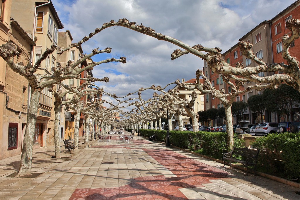 Foto: Centro histórico - Santo Domingo de la Calzada (La Rioja), España