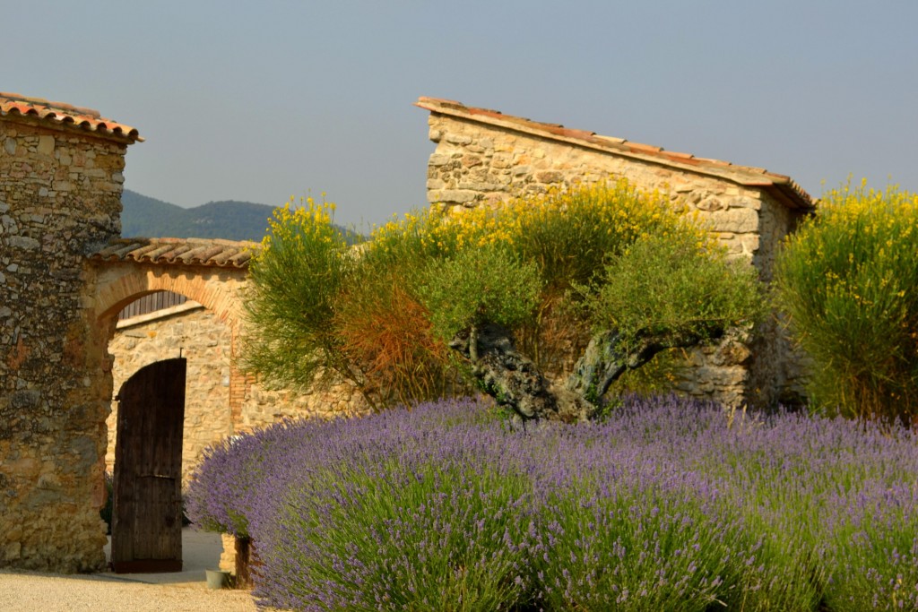 Foto: Espliego i genista en flor, Mas Rodó. - Mediona (Barcelona), España