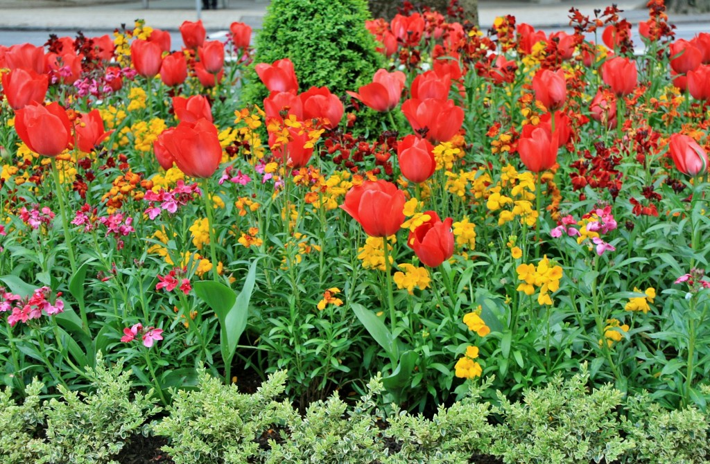 Foto: Un poco de color - Pamplona (Navarra), España