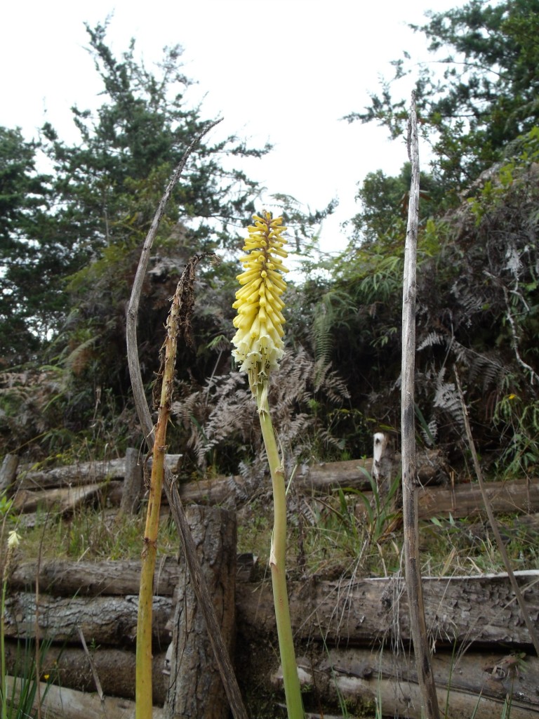 Foto: Flores de Santa Elena - Santa Elena (Antioquia), Colombia