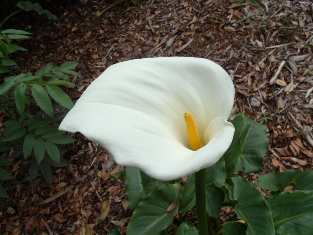Foto: Cartucho - Santa Elena (Antioquia), Colombia