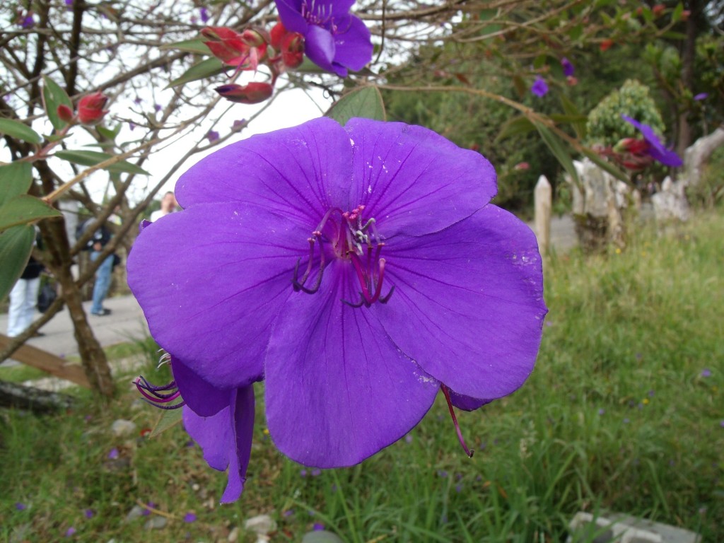 Foto: Flores de Santa Elena - Santa Elena (Antioquia), Colombia