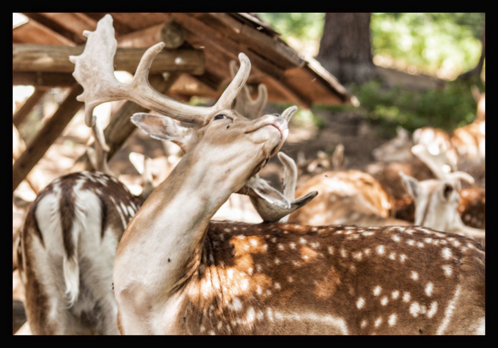 Foto: La cuniacha - Piedrafita (Huesca), España