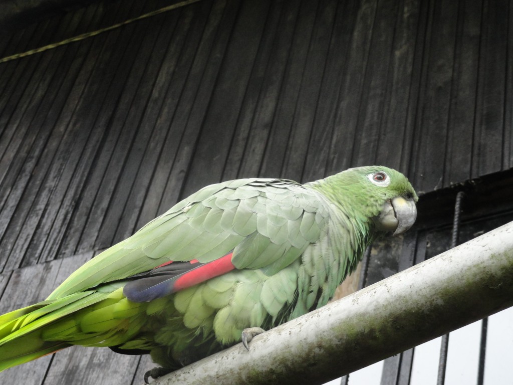 Foto: Loro de color verde - Shell (Pastaza), Ecuador