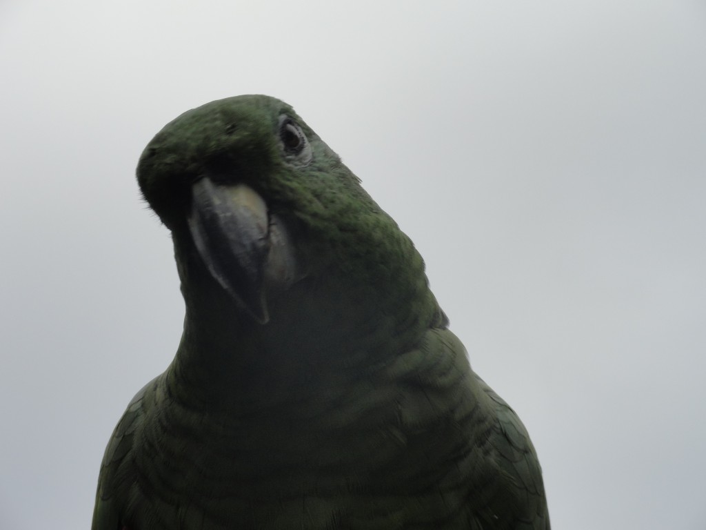 Foto: Loro de color verde - Shell (Pastaza), Ecuador