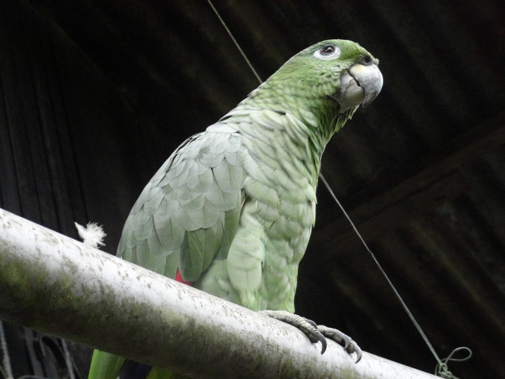 Foto: Loro de color verde - Shell (Pastaza), Ecuador