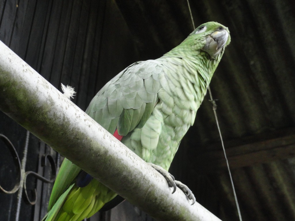 Foto: Loro de color verde - Shell (Pastaza), Ecuador
