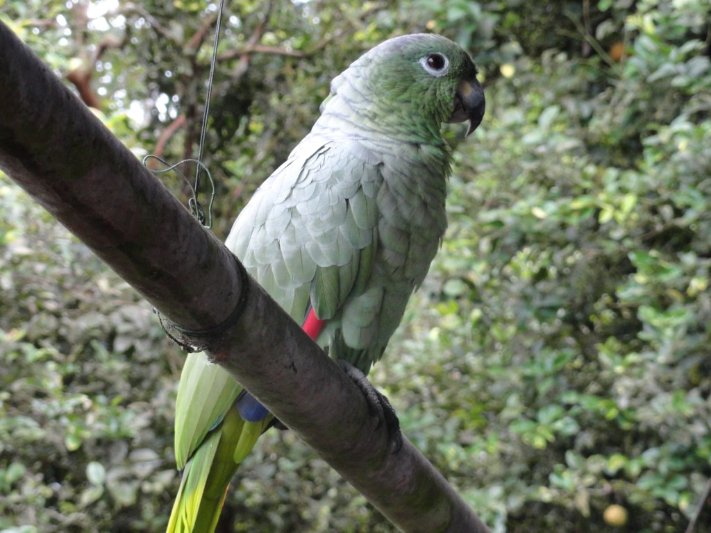 Foto: Loro de color verde - Shell (Pastaza), Ecuador