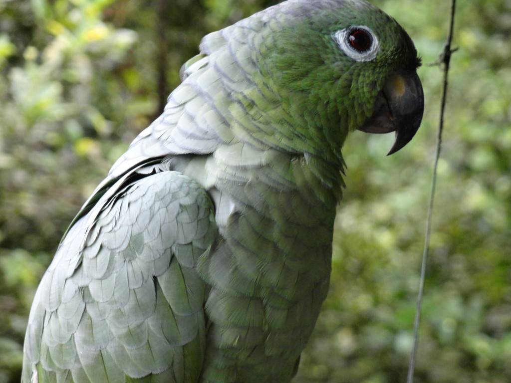 Foto: loro paseandose libre - Shell (Pastaza), Ecuador