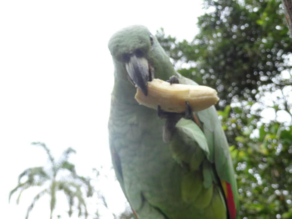 Foto: Loro comiendo - Shell (Pastaza), Ecuador