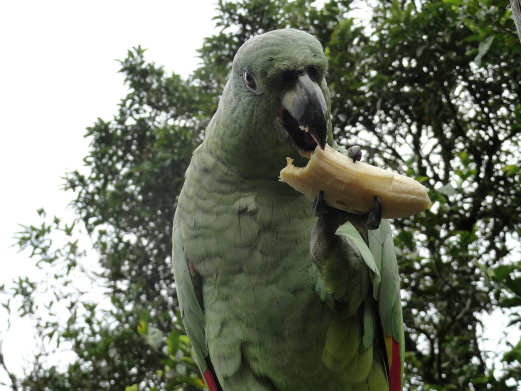 Foto: Loro comiendo - Shell (Pastaza), Ecuador