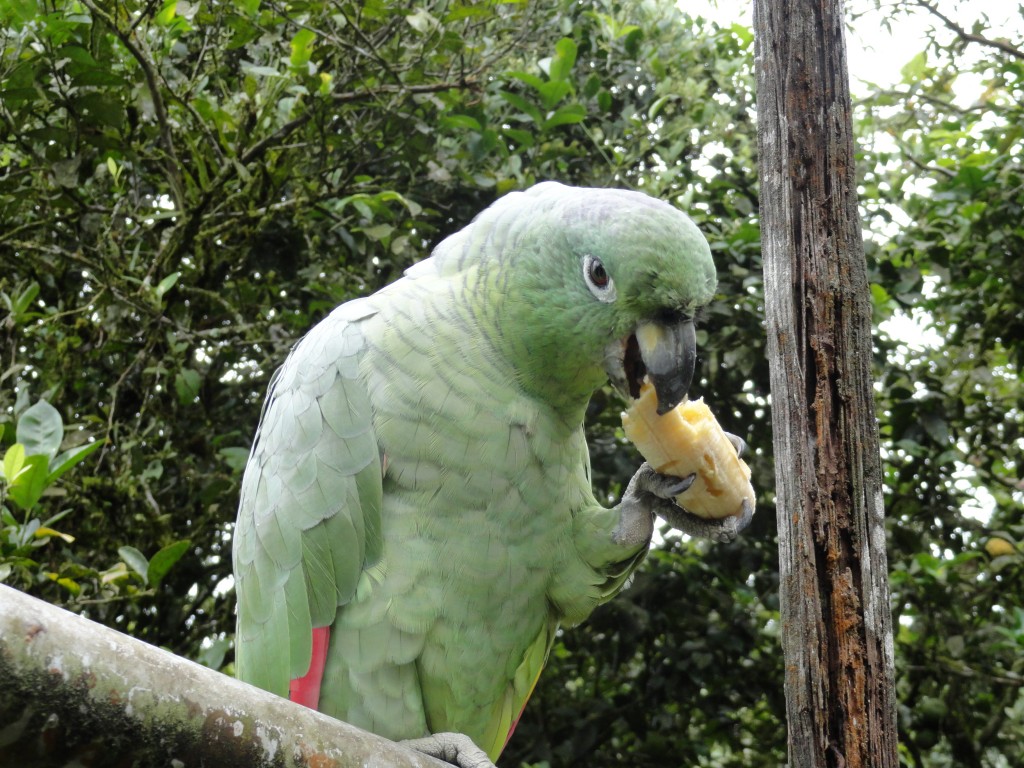 Foto: Loro comiendo - Shell (Pastaza), Ecuador