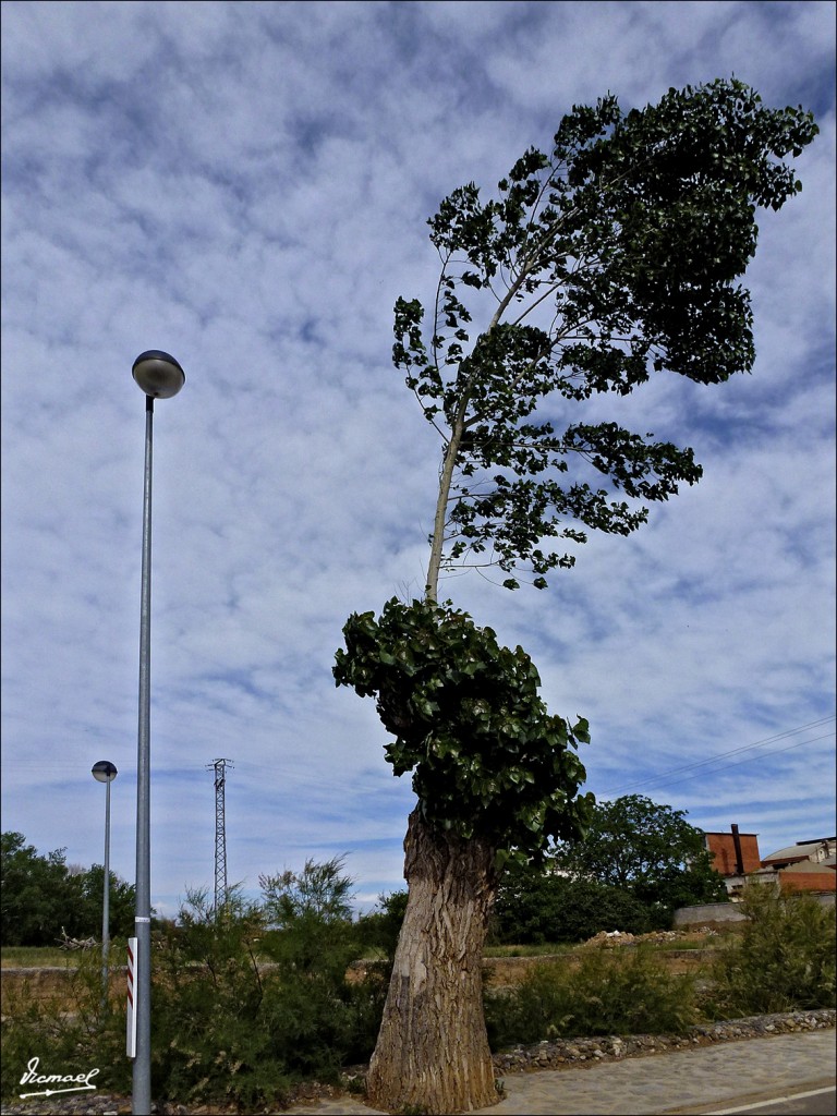 Foto: 120607-01 ARIZA - Ariza (Zaragoza), España