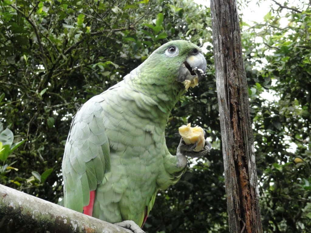 Foto: Loro Real - Shell (Pastaza), Ecuador