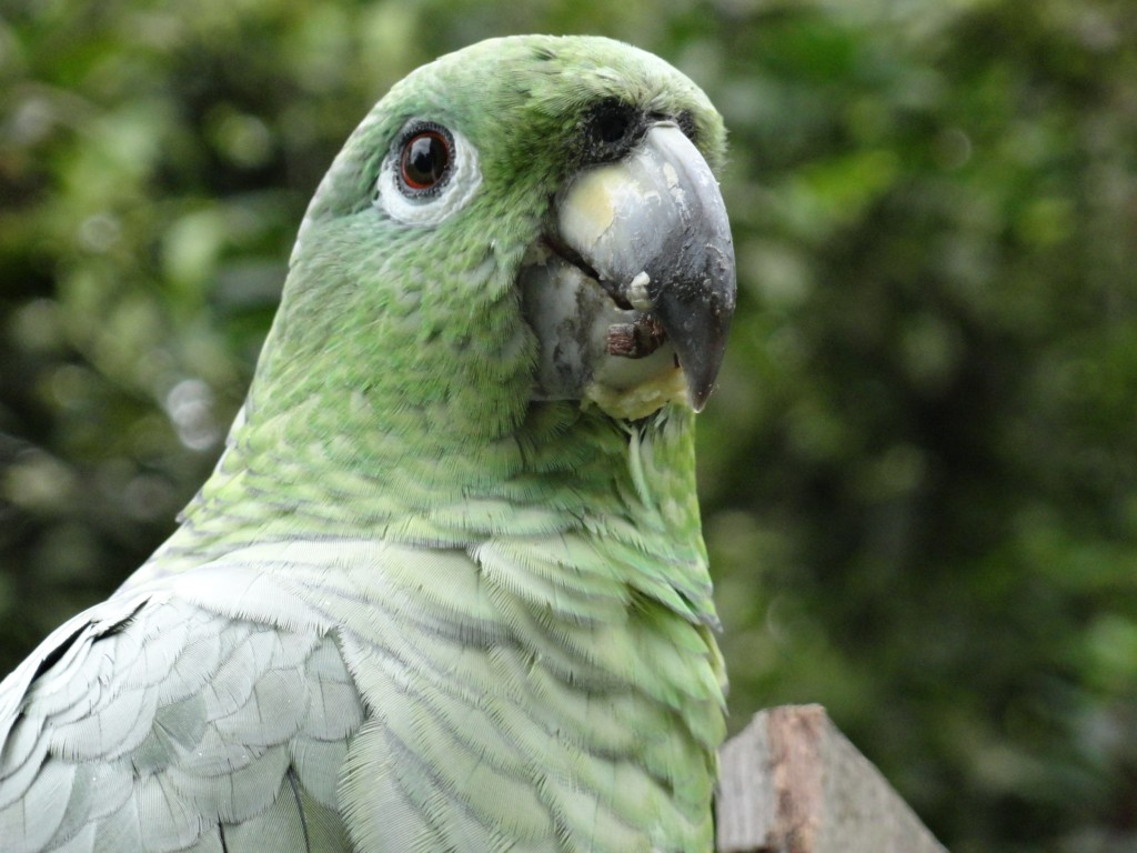 Foto: Loro Real - Shell (Pastaza), Ecuador