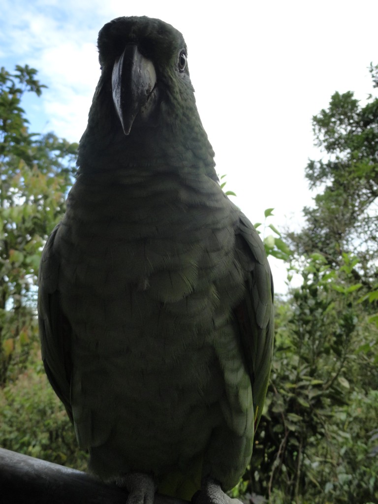 Foto: Loro Real - Shell (Pastaza), Ecuador