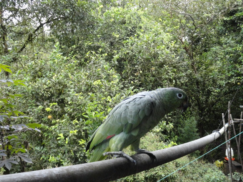 Foto: Loro Real - Shell (Pastaza), Ecuador