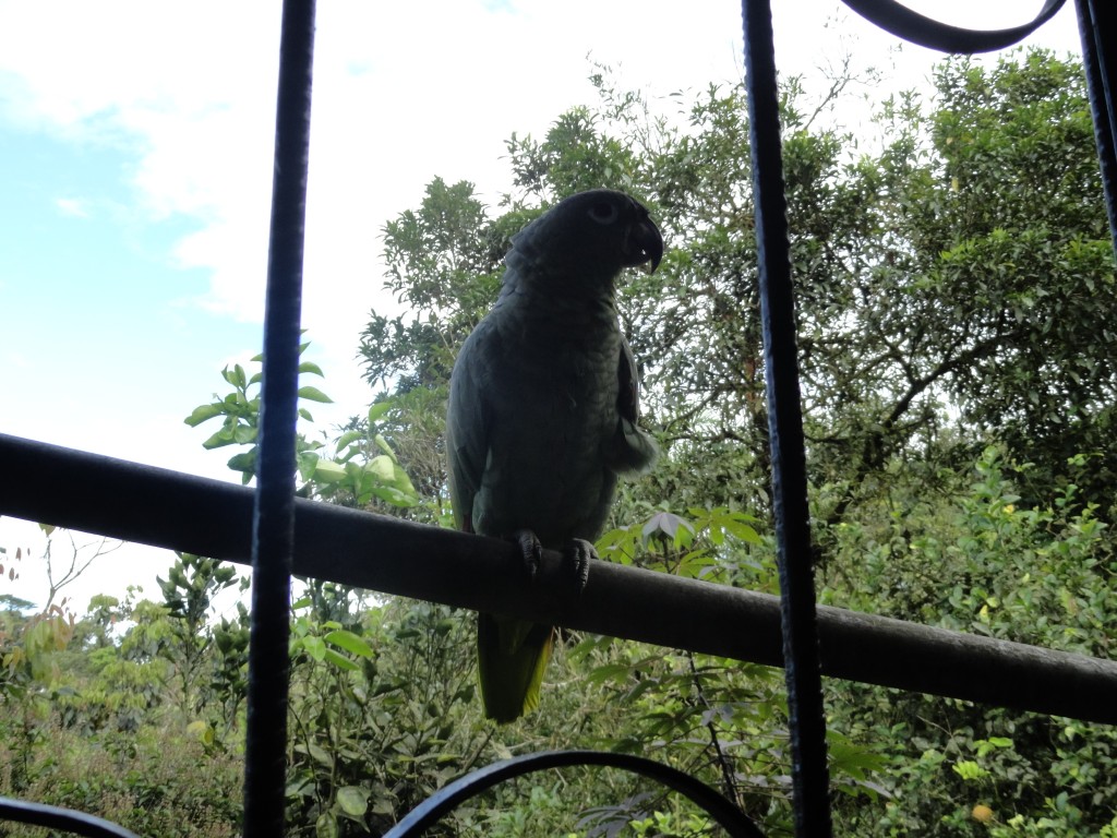 Foto: Loro Real - Shell (Pastaza), Ecuador