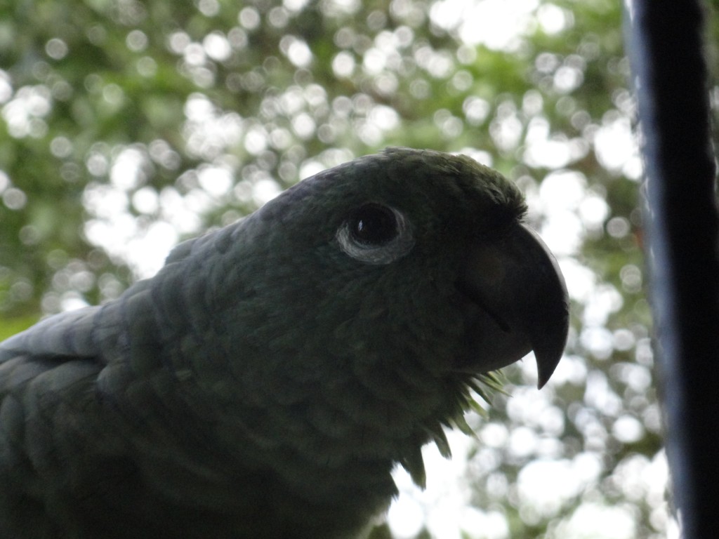 Foto: Loro Real - Shell (Pastaza), Ecuador