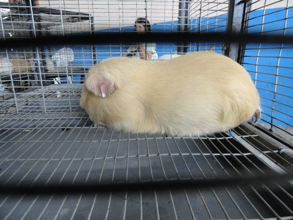 Foto: Mister Cuy - Simón Bolívar (Mushullacta) (Pastaza), Ecuador