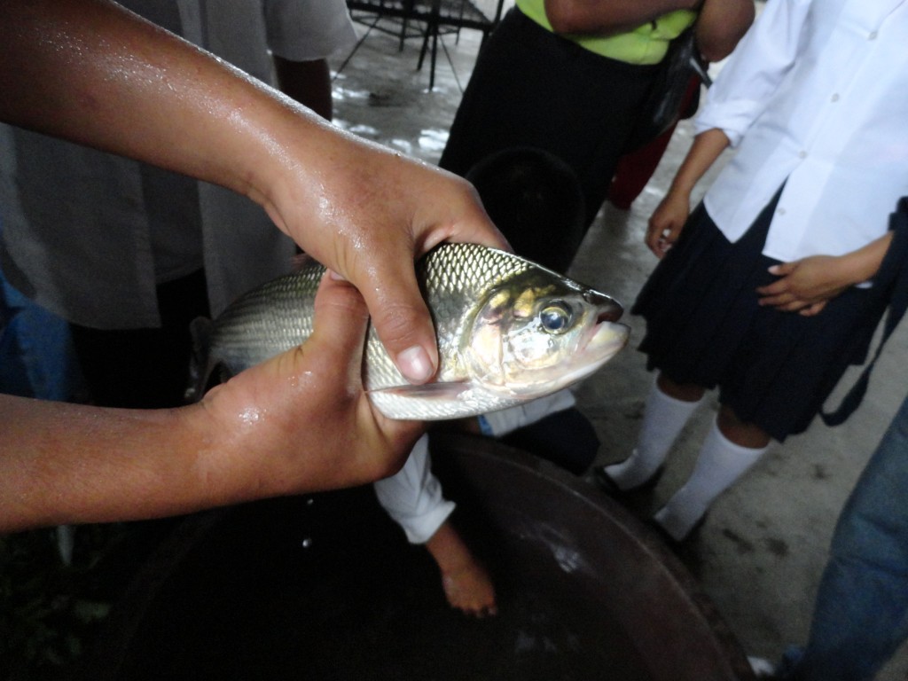 Foto: Peces - Simón Bolívar (Mushullacta) (Pastaza), Ecuador