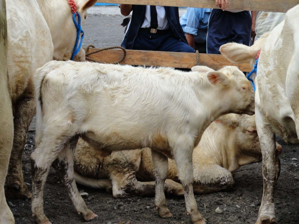 Foto: cemovientes de raza - Simón Bolívar (Mushullacta) (Pastaza), Ecuador