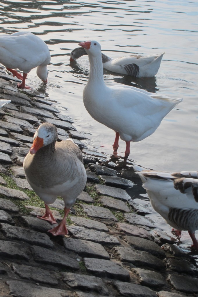 Foto: Parque Tres de Febrero - Ciudad Autónoma de Buenos Aires (Buenos Aires), Argentina