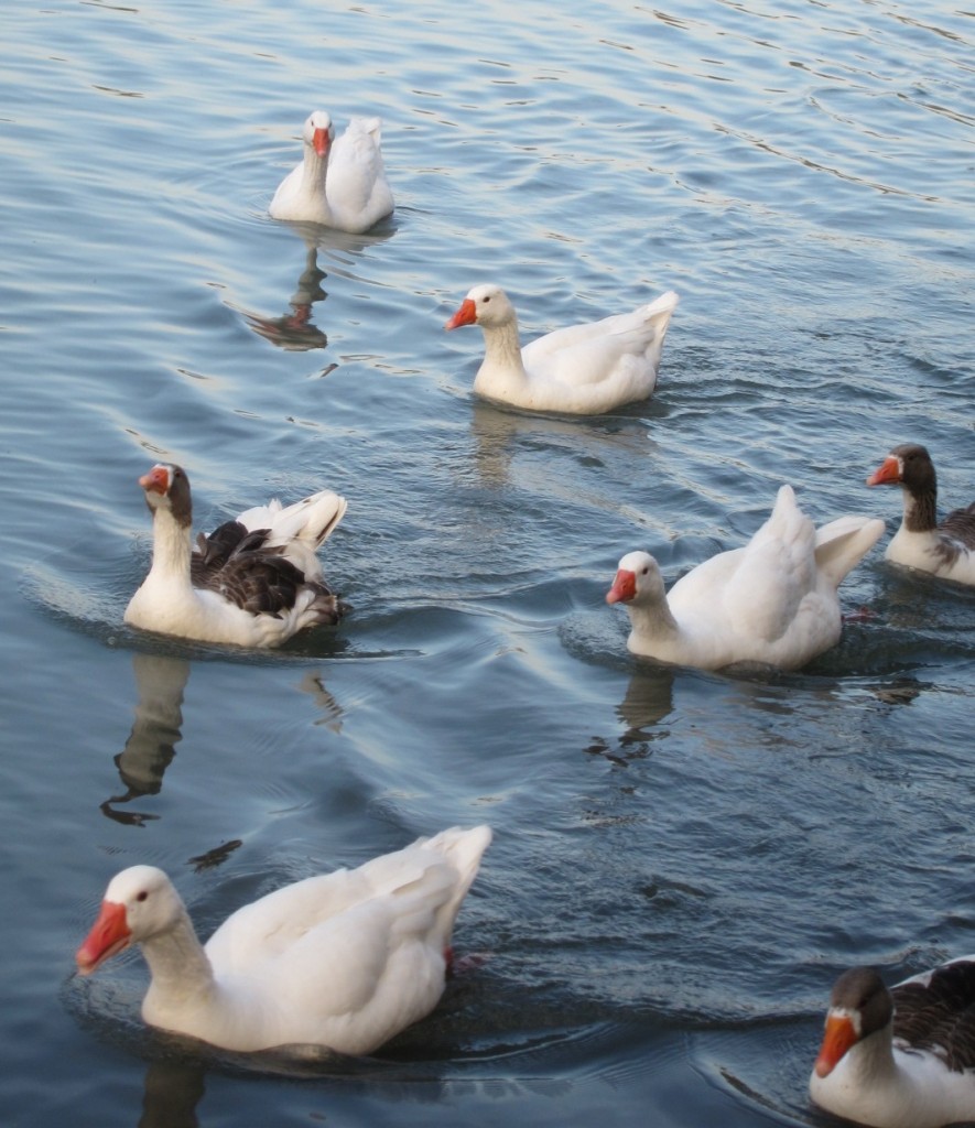 Foto: Parque Tres de Febrero - Ciudad Autónoma de Buenos Aires (Buenos Aires), Argentina