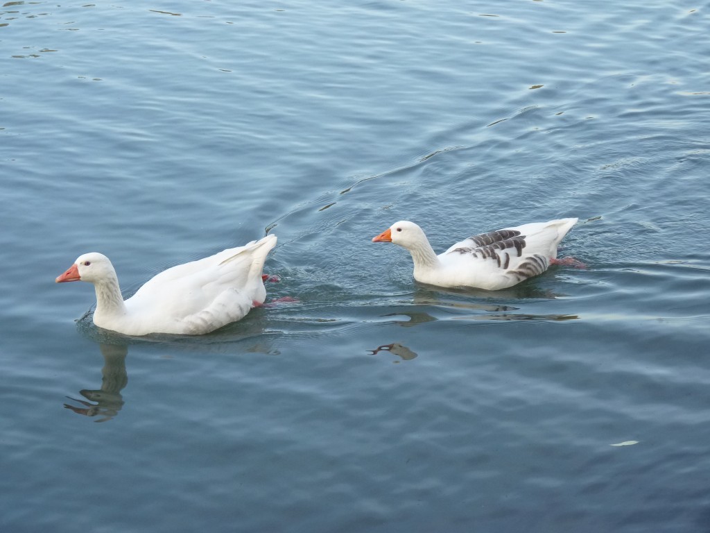 Foto: Lago de regatas - Palermo - Ciudad Autónoma de Buenos Aires (Buenos Aires), Argentina