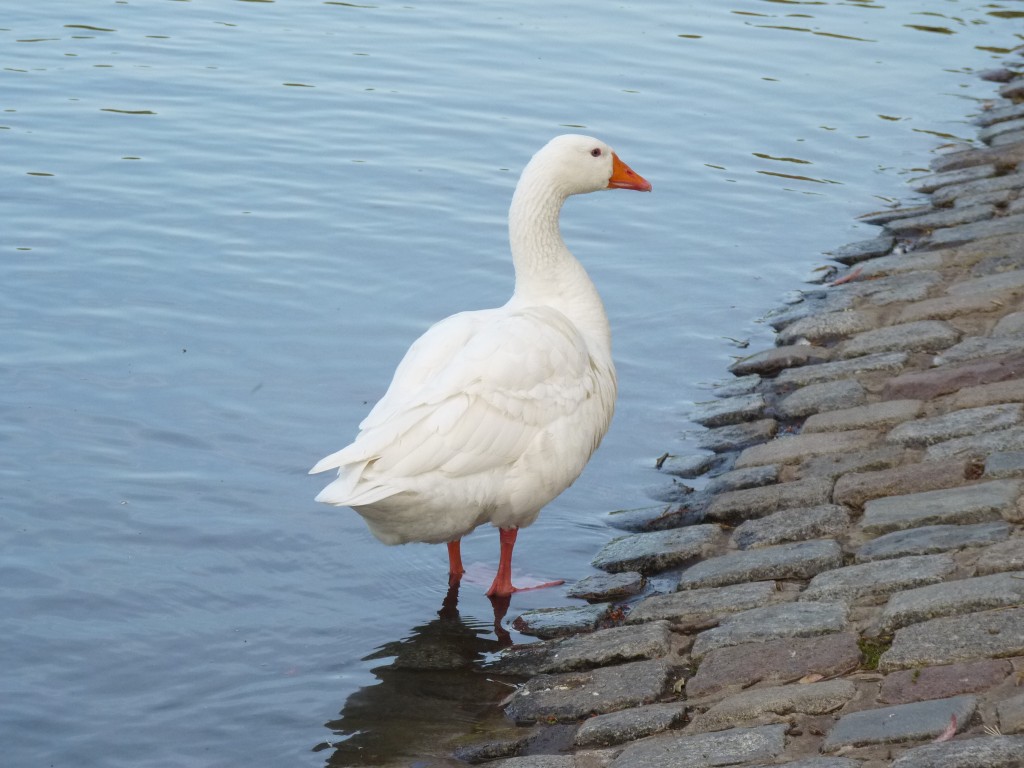 Foto: Lago de regatas - Palermo - Ciudad Autónoma de Buenos Aires (Buenos Aires), Argentina