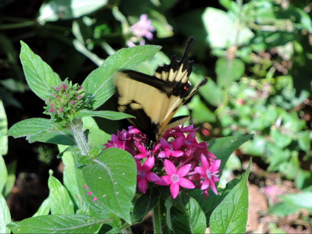 Foto: Parque das Aves - Foz do Iguaçú (Paraná), Brasil