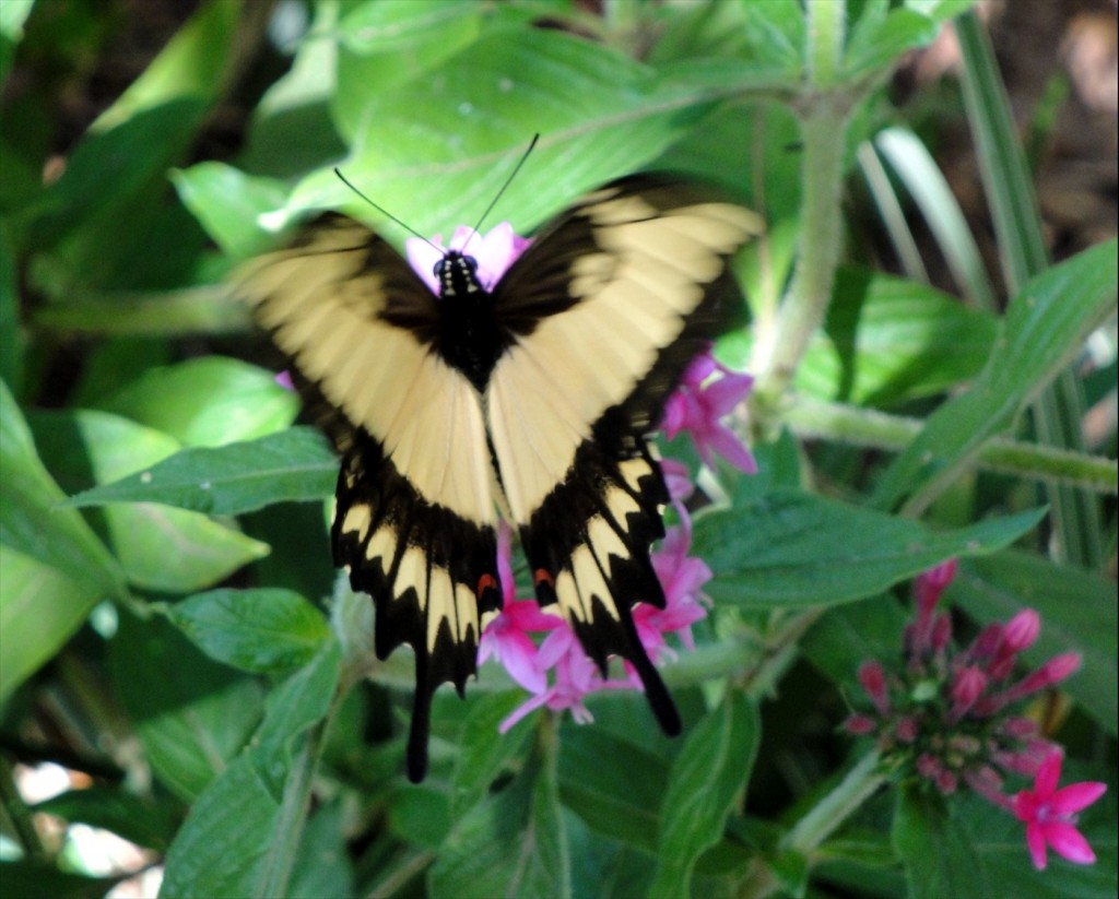 Foto: Parque das Aves - Foz do Iguaçú (Paraná), Brasil